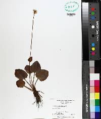 Parnassia grandifolia image