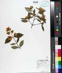 Philadelphus coronarius image