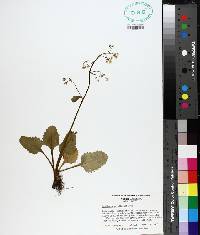 Saxifraga caroliniana image