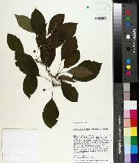 Schisandra glabra image