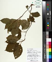 Schisandra glabra image