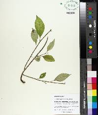 Schisandra glabra image