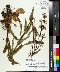 Penstemon tenuis image