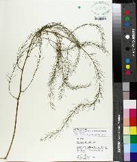 Asparagus officinalis image