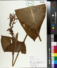 Canna generalis image