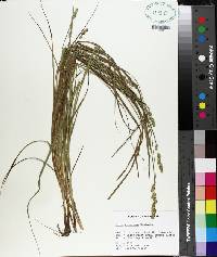 Carex annectens image