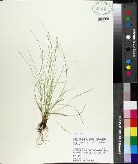 Carex atlantica image