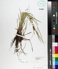 Carex baileyi image