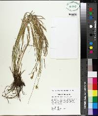 Carex brevior image