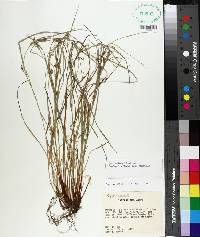 Carex bulbostylis image