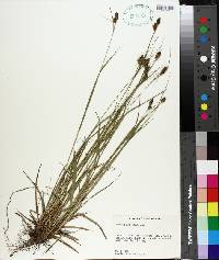 Carex bushii image