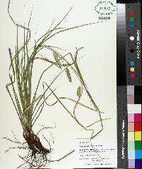 Carex cherokeensis image