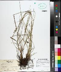 Carex complanata image