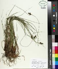 Carex complanata image