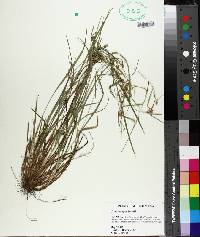 Carex corrugata image