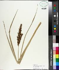 Carex crus-corvi image