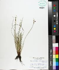 Sisyrinchium mucronatum image