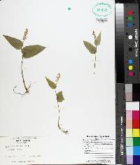 Maianthemum canadense image