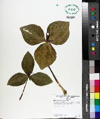 Trillium foetidissimum image