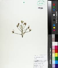 Zephyranthes candida image