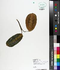 Maranta leuconeura image