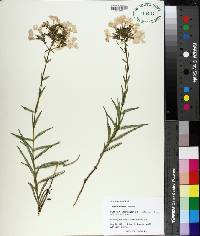 Phlox floridana image