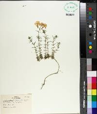 Phlox subulata image