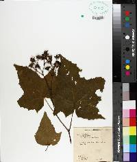 Rubus odoratus image