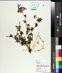 Rubus trivialis image