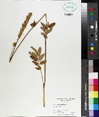 Sanguisorba canadensis image