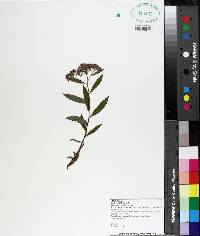 Spiraea japonica image