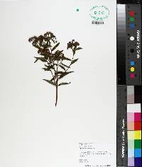 Spiraea japonica image