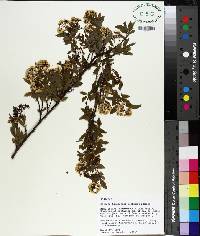 Spiraea thunbergii image