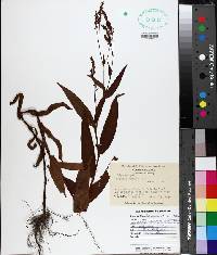 Polygonum setaceum image