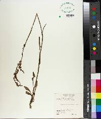 Rumex hastatulus image