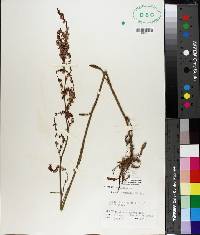 Rumex hastatulus image