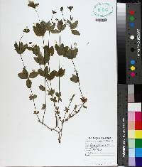 Galium circaezans image