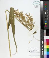 Sorghum bicolor image