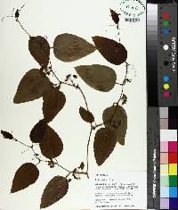 Smilax walteri image