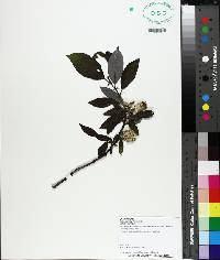 Salix barclayi image