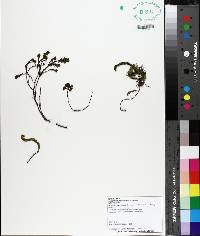 Loiseleuria procumbens image