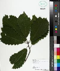 Quercus michauxii image