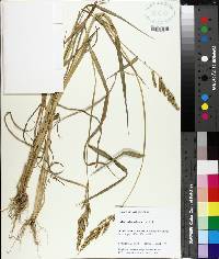 Echinochloa colona image