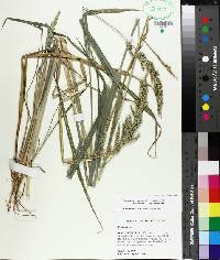 Echinochloa crus-pavonis image