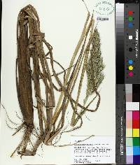 Echinochloa walteri image