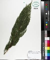 Chamaecyparis thyoides image