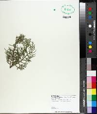 Chamaecyparis thyoides image