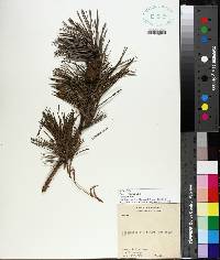 Pinus echinata image