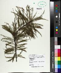 Taxodium distichum image