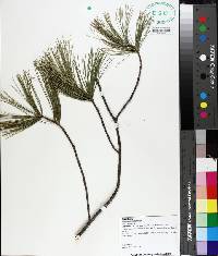 Pinus echinata image